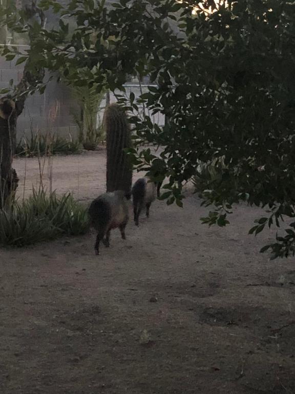 Tropical Mountain Valley Casita - Image 7