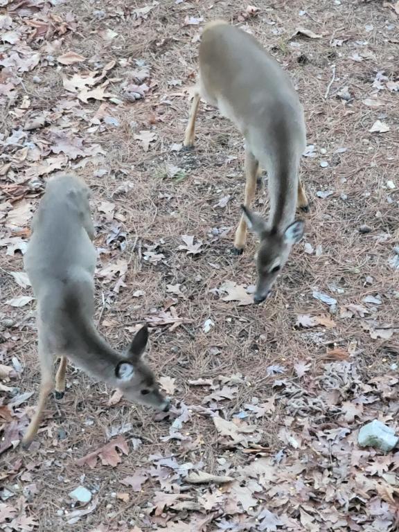 Bear Den on Lake Ouachita 2BR Condo at Mountain Harbor Resort - Image 7