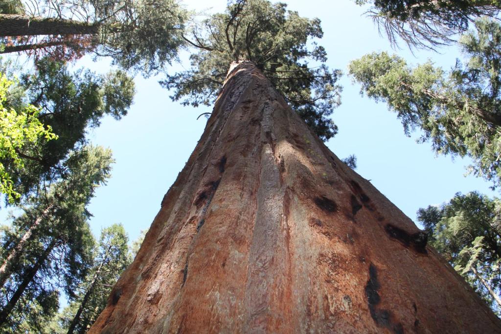 The Pines Resort & Conference Center - Image 6