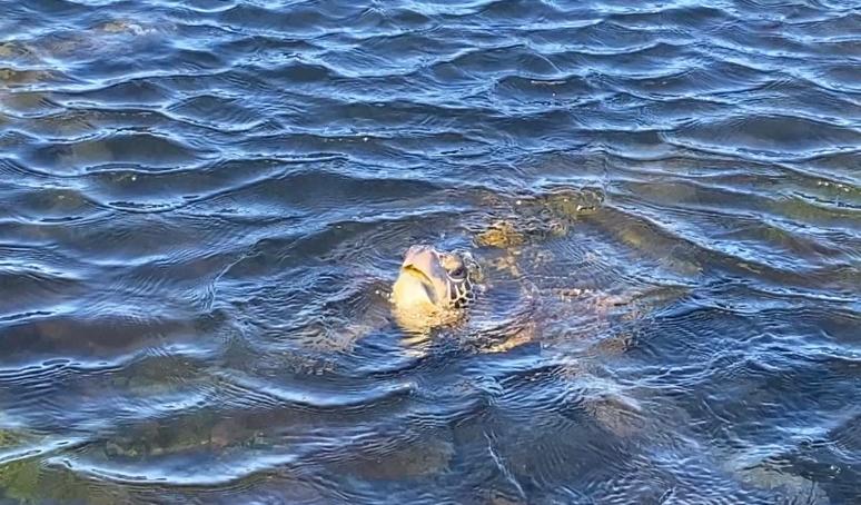 Beachfront 1 Bedroom Condo with Private Beach, Pool, Hot Tub - Image 5