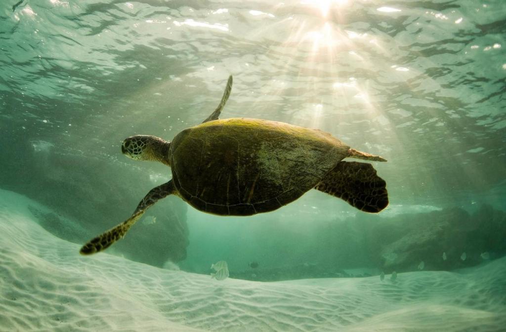 Hale Moana, Unit #110 Kona Islander Inn - Image 6